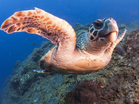 Turtle National Reserve Areas