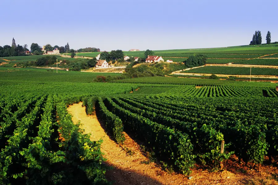 Roederer Estate