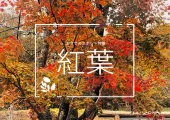 紅葉情報 日本全国/海外の名所やおすすめスポット🍁