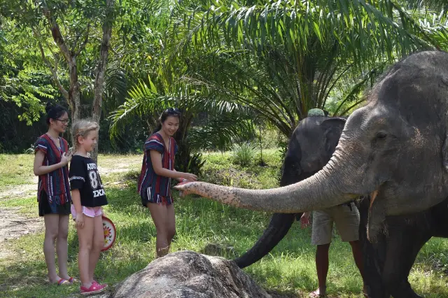 Phuket Elephant Interaction