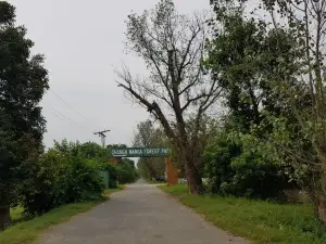Changa Manga Forest Park