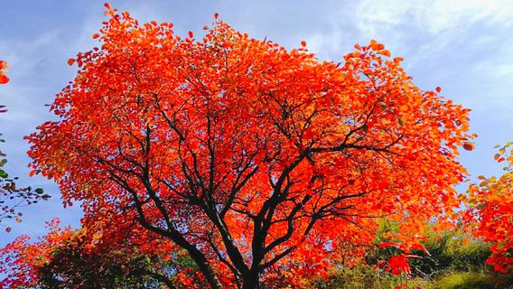 The Bamboo Forest Longevity Mountain