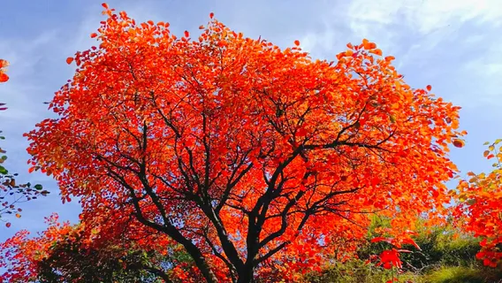 The Bamboo Forest Longevity Mountain