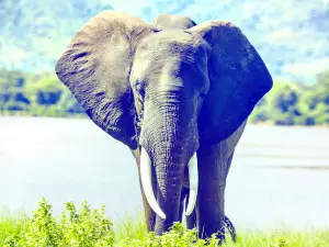 Chang Puak Elephant Camp Hat Yai