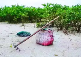 紅樹林天天趕海