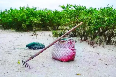 Mangrove