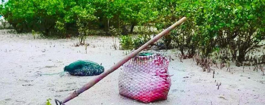 Mangrove