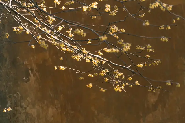 Plum Blossom Viewing in Taizhou