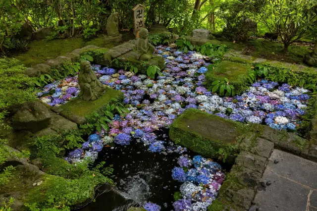 Hydrangea Viewing in Kamakura