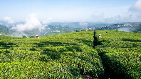 Tea Picking in Shaoxing attraction in Shaoxing