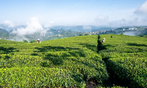 Tea Picking in Shaoxing