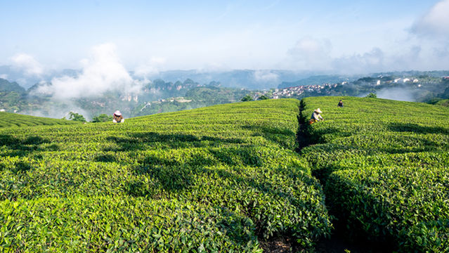 Tea Picking in Shaoxing
