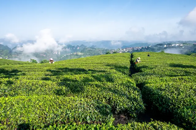 Tea Picking in Shaoxing