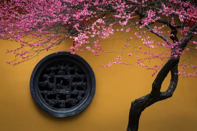 Plum Blossom Viewing in Zhejiang