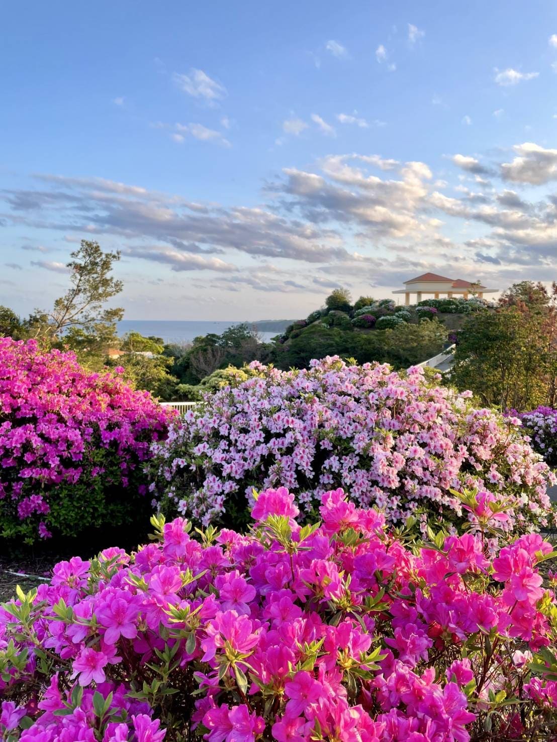 Dongcun Rhododendron Festival | Higashi