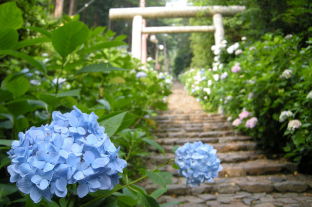 Tochigi Hydrangea Festival | Tochigi