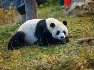 甲勿海ジャイアントパンダ保護研究園