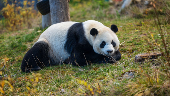 Jiawuhai Conservation and Research Park of Giant Panda