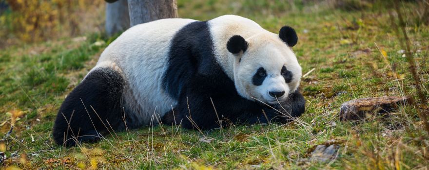 甲勿海ジャイアントパンダ保護研究園