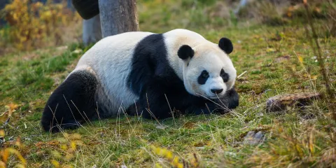 甲勿海大熊貓保護研究園