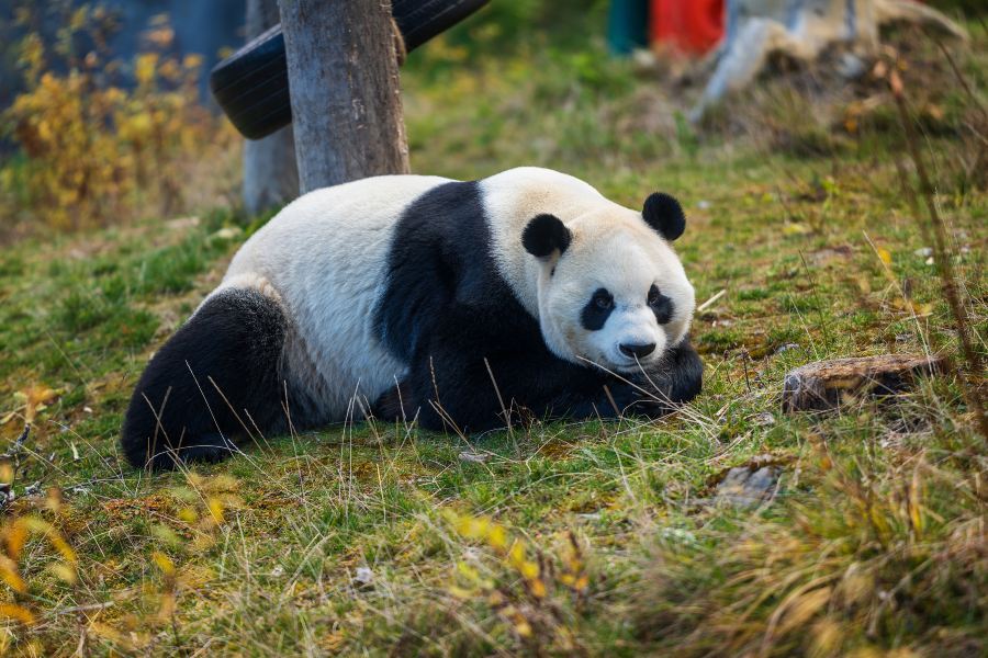 甲勿海大熊貓保護研究園