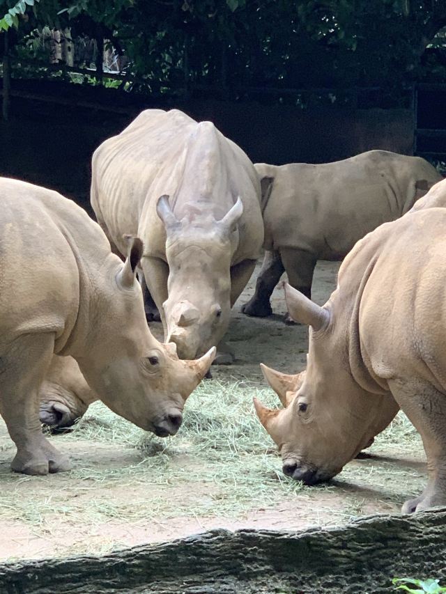 Singapore Zoo