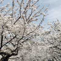 Breathtaking cherry blossom views  