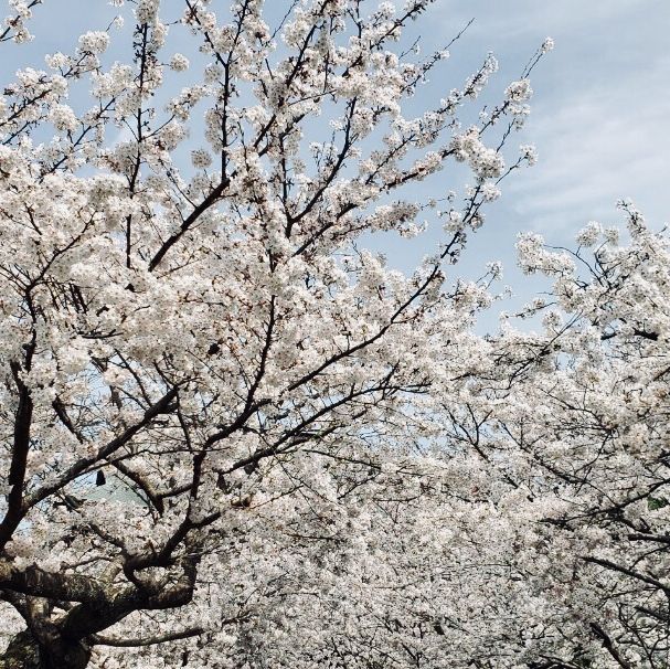 Breathtaking cherry blossom views  