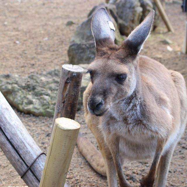 【静岡】伊豆シャボテン動物公園