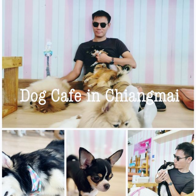 คาเฟ่คนรักหมา เชียงใหม่ ใจรักต้องมา