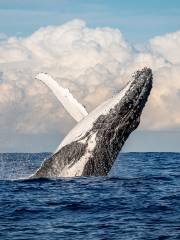 Sydney Whale Watching Cruise