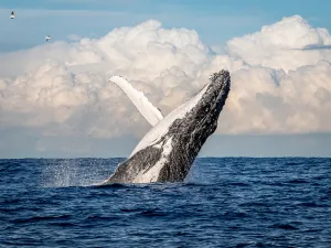 Sydney Whale Watching Cruise