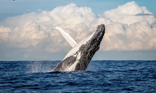 Whale Watching At Sea in Sydney