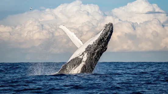 Sydney Whale Watching Cruise