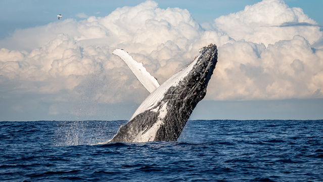 Whale Watching at Sea in Sydney