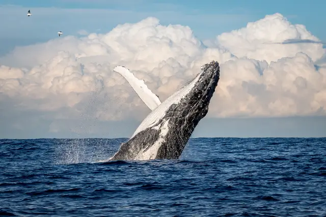 Whale Watching At Sea in Sydney