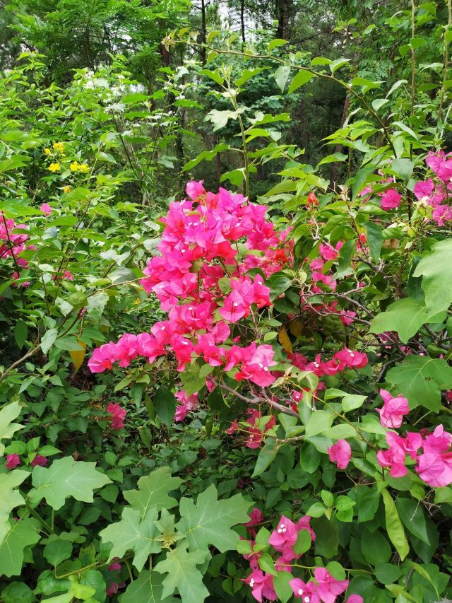 Xianyue Park