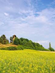 Chating Rape Flower Sea