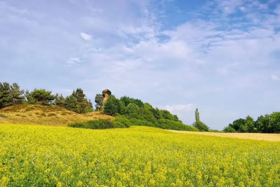 Chating Rape Flower Sea