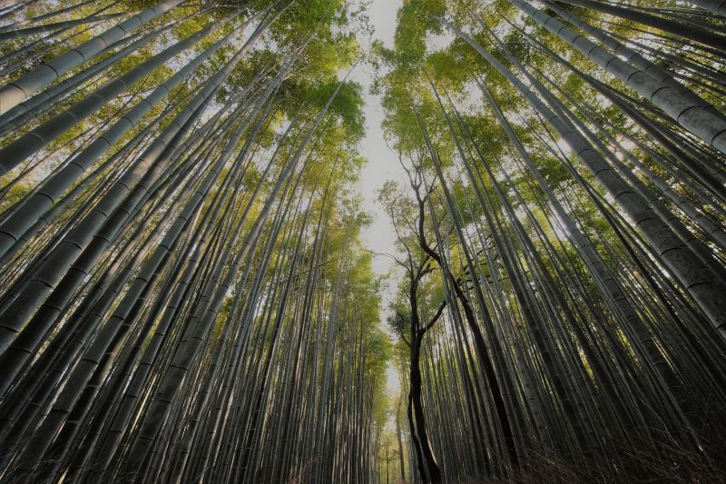 嵐山 竹林の小径