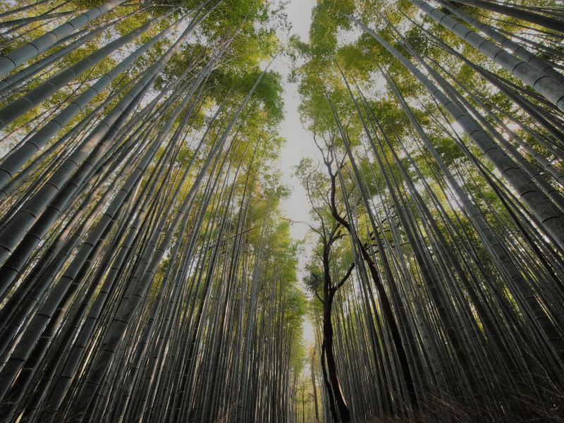 嵐山 竹林の小径