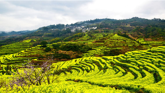 Rapeseed Flower Viewing in Shangrao