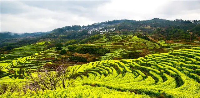 Rapeseed Flower Viewing in Shangrao