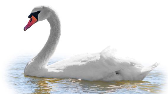 Bahnhofstrasse + Limmat River + Augustiner Lane + Lindenhof Hill + Zurich Zoo