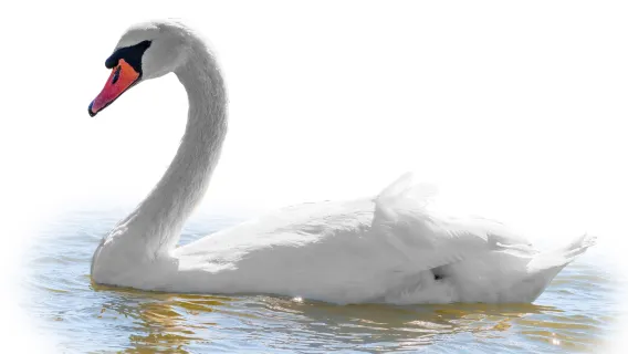 Bahnhofstrasse + Sông Limmat + Ngõ Augustiner + Đồi Lindenhof + Sở thú Zurich