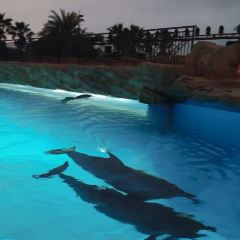 DOLPHIN ALL DAY DINING User Photo
