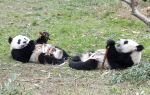 Xiazhu Lake Panda Park