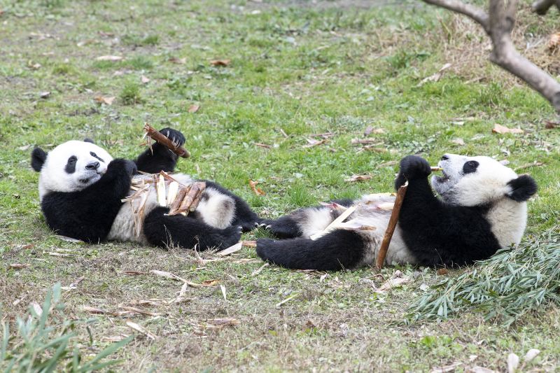 Xiazhu Lake Panda Park