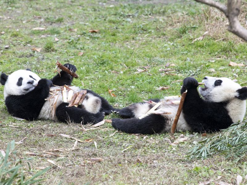 Xiazhu Lake Panda Park