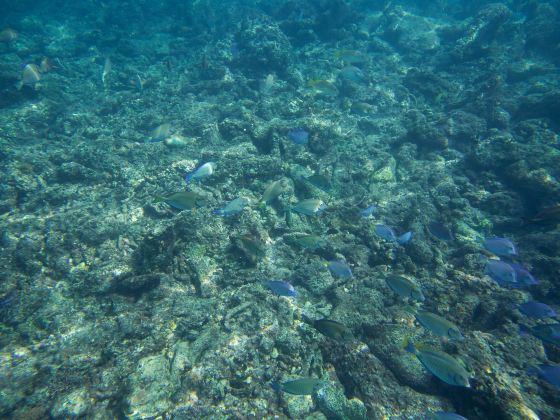 Moalboal Sardines Storm